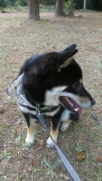 シャンプーしてバンダナ巻いてもらったの