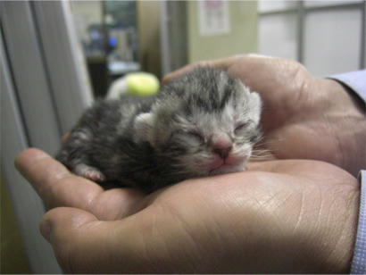 cat001.jpg