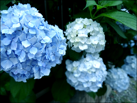 紫陽花