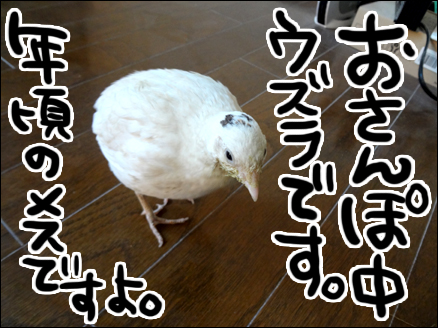 ウズラ