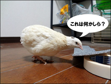 DSC01340.jpg