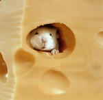 mouse_cheese.jpg