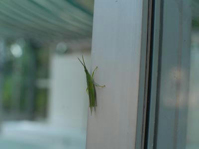 DSC_0028.JPG