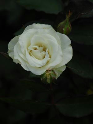 DSC_0084.JPG