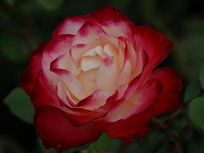 DSC_0104.JPG