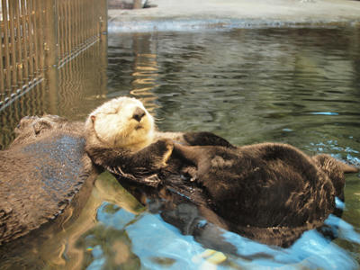 seaotter1.jpg