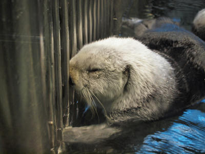 seaotter2.jpg