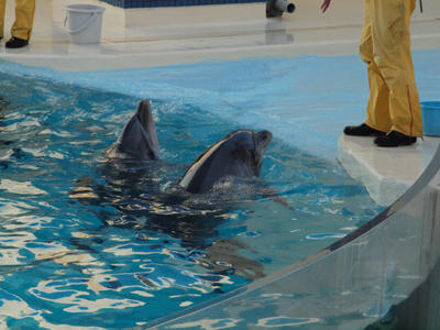 dolphin.jpg