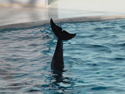 dolphin2.jpg