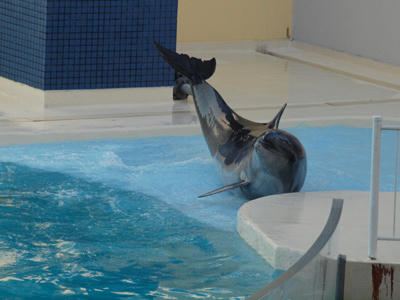 dolphin3.jpg