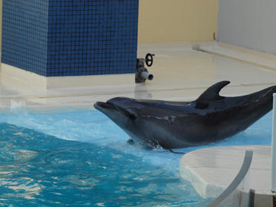 dolphin4.jpg