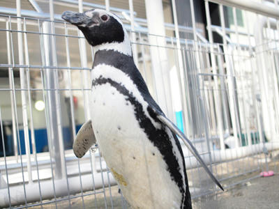 penguin3.jpg