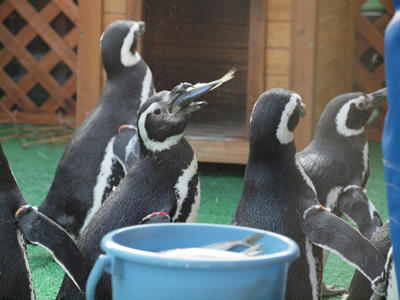 penguin4.jpg