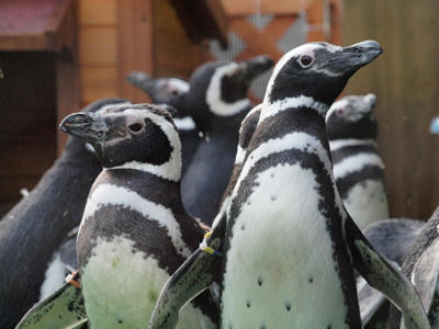 penguin5.jpg