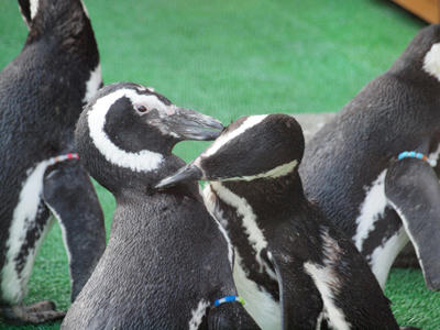 penguin.jpg
