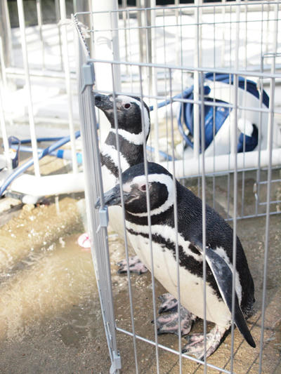 penguin2.jpg
