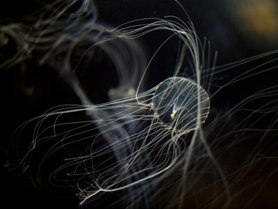 Jellyfish1.jpg