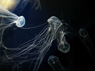 Jellyfish2.jpg