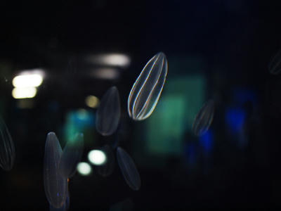 Jellyfish3.jpg