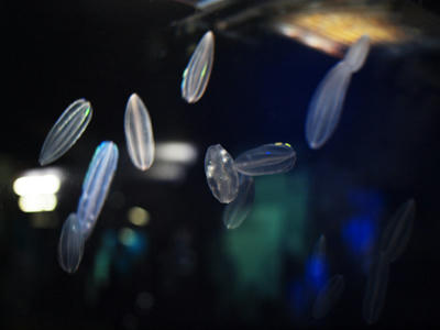Jellyfish4.jpg