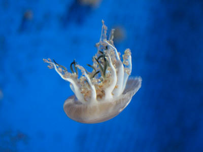 Jellyfish5.jpg