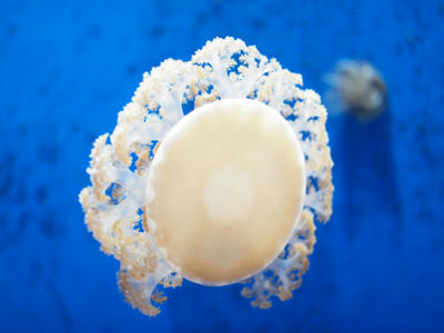 Jellyfish6.jpg