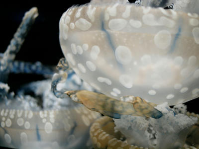 Jellyfish7.jpg