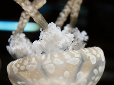 Jellyfish8.jpg