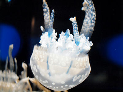 Jellyfish9.jpg