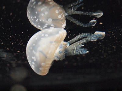 Jellyfish10.jpg