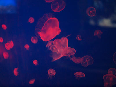 Jellyfish11.jpg