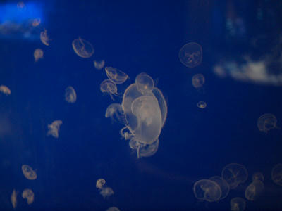 Jellyfish12.jpg