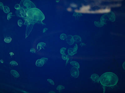 Jellyfish13.jpg