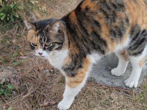 nora06.jpg