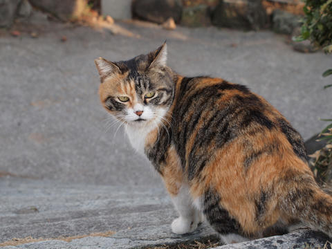 nora07.jpg