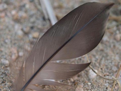 feathers.jpg