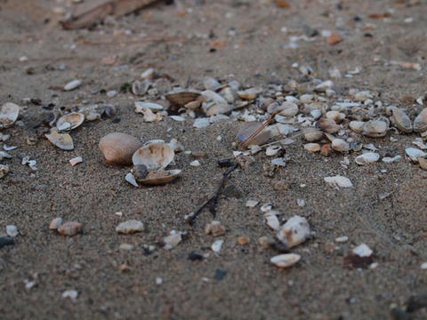 shell1.jpg
