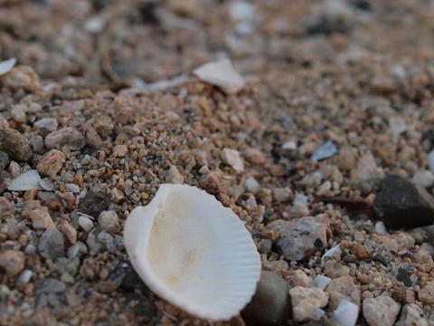 shell2.jpg