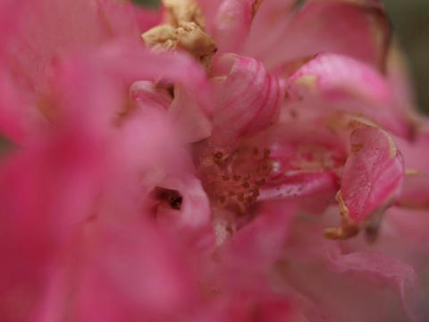 flower1.jpg