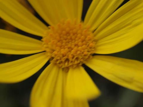 flower2.jpg
