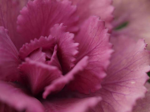 flower7.jpg