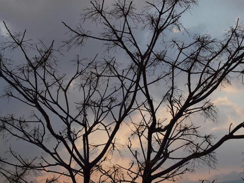 tree.jpg