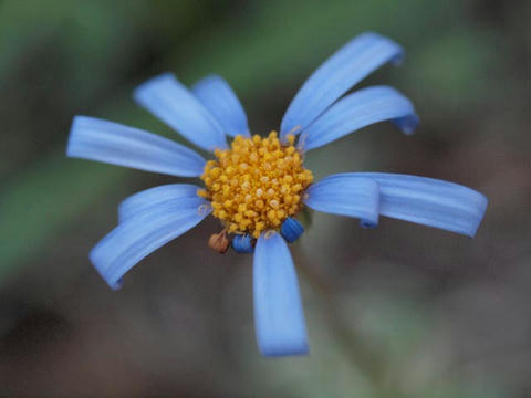blue.jpg