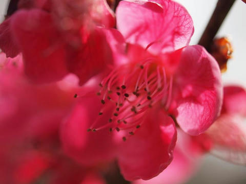 ume01.jpg