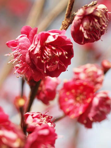 ume02.jpg
