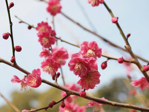 ume03.jpg