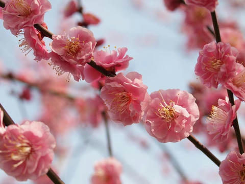 ume04.jpg