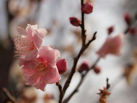 ume06.jpg