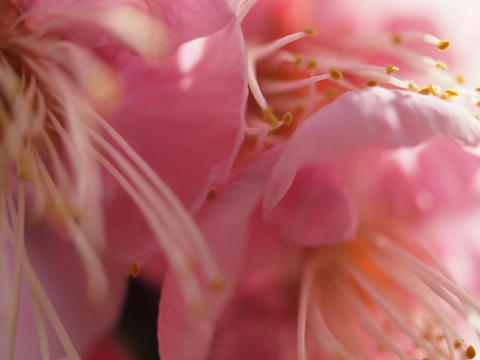 ume07.jpg