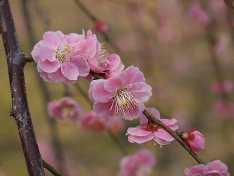 ume10.jpg
